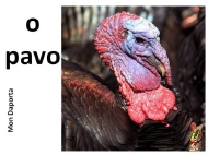 O pavo